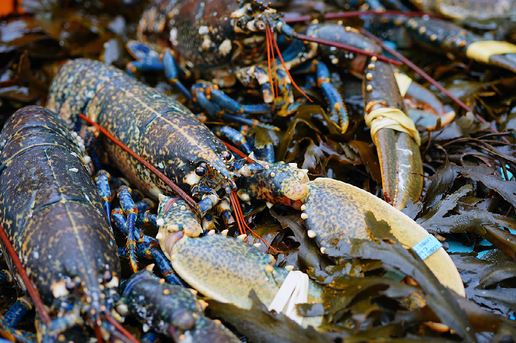 Lobster seafood